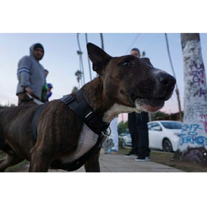 Land Back (feat. BeatsfromRC)