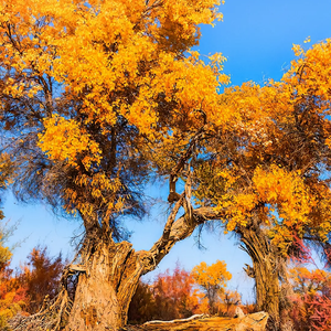 胡杨林的故事 伴奏