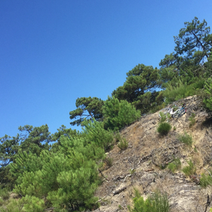 Mouth To Mouth To Mouth