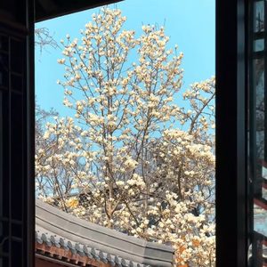 今日花开又一年