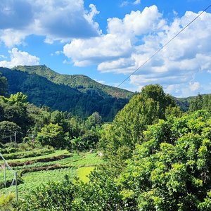 看，麻雀在洗澡！