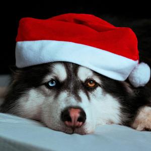 「FREE」"Christmas"