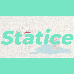 Statice
