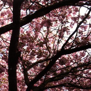 Hypnagogue I - A Dream Prologue