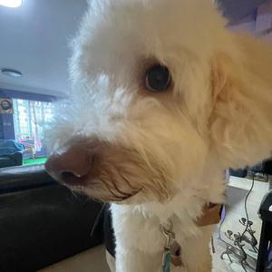 Fake Love (feat. Sarba)