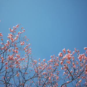 どうして君を好きになってしまったんだろう（为什么我会喜欢上你）cover东方神起