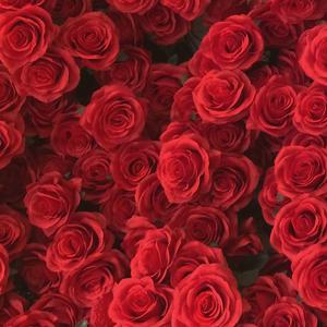 玫瑰为了被斩首而生长头颅