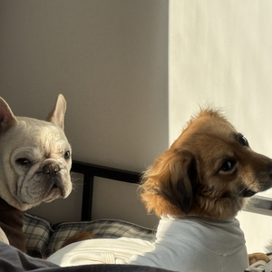 心疼与歉意的爱