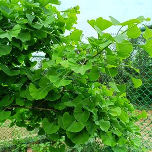 追梦人吉他指弹