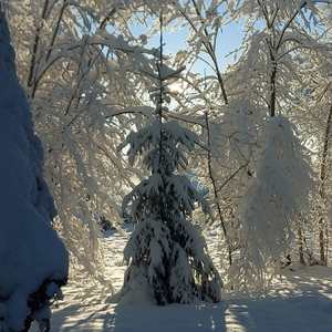 Ziemassvētku Vēlēšanās