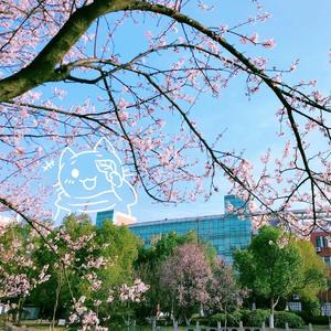 中加（翻自 赵雷）