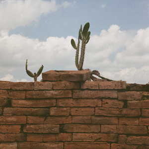 GALLO (Versión extendida)