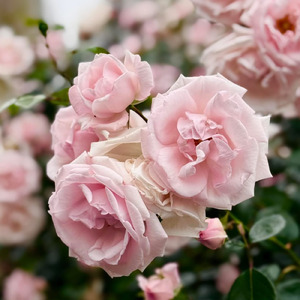 So Sad～いつまでも～