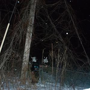 Dog Victim (feat. ICE HOLEZ)