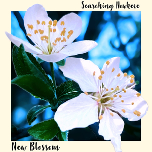 New Blossom