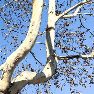 星河情书（AI）