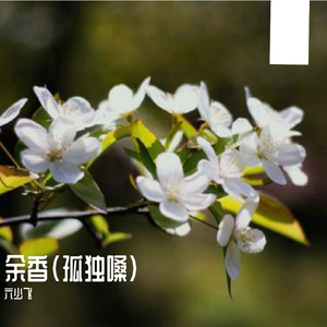 余香（孤独嗓）（翻自 张小伙）