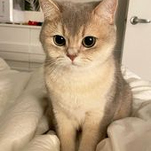 Frank Ocean (slowed)