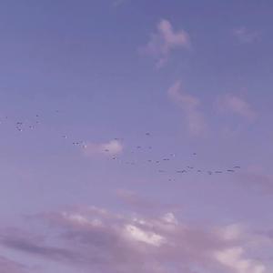 Master B（翻自 Buzzy）