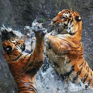 G Love(孤独的老虎)