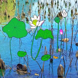 荷花池