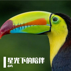星光下的陪伴