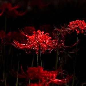 [FREE]-"彼岸花"SASIOVERLXRD Type Beat