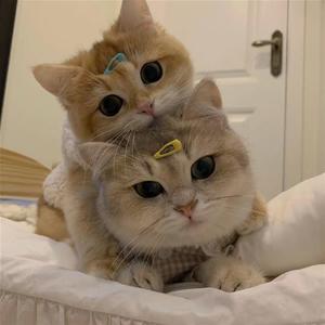 分你一半