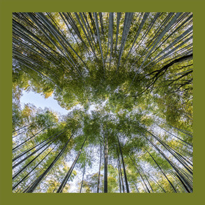 绿意间的呼吸之歌