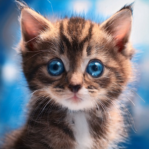 La Brisa Que Ronronea