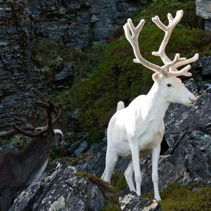 Various Artists-热爱电音（Ais谷驰 remix）