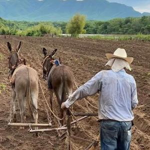La Vida del Campesino