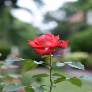 Aai – माझी गोड परी