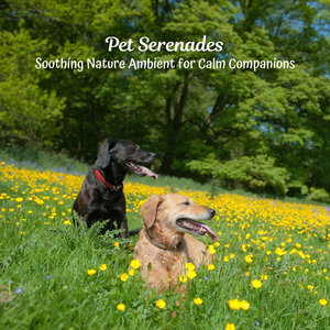 Whisker's Whispering Wind