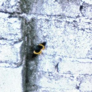 别骗我了，我想回家种田（ by Adre）