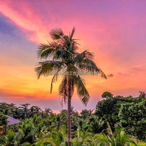 在家里工作朦胧的波萨诺伐舞曲