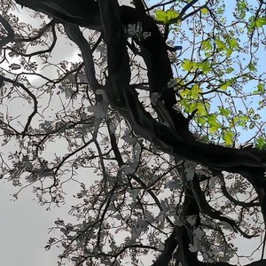 "Withered Love"-Beat