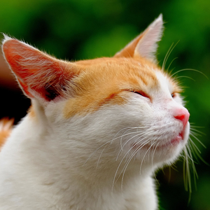 Leaping in the Dreams of Flight