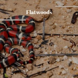 Flatwoods