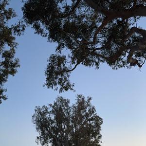 卡罗琳的引力（Caroline’s Gravity）