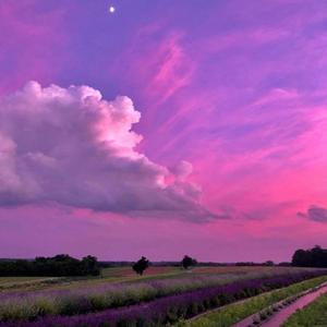 Purple Horizons 2