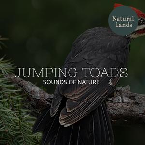 Paunchy American Toads