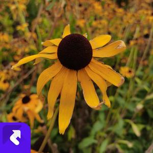 玉兰花 (Remaster)