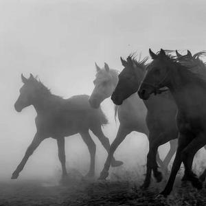 RANDALL-Wahran-snakeoriginalversion