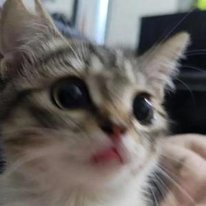 Forest Friends Forever