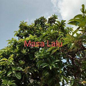 Dirimu Yang Selalu Kupuja