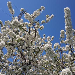 Masal (Sesindeki haziran beat)