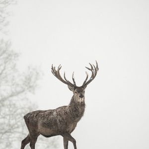 商山雪