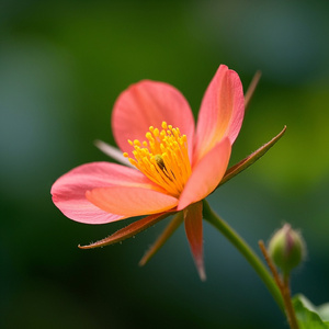 イエスは私の友人です