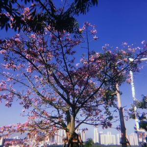 等雨停（COVER Superluckyqi)